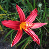 (419) Hemerocallis fulva