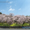 蹴上の桜･インクライン