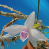 Dendrobium anosmum f.delicata