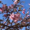 春めいて来たね