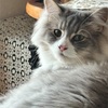 癒しあい