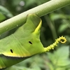 ミニトマトの葉を食べるクロメンガタスズメの幼虫