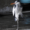 漁港のアオサギ 成鳥