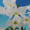 Dendrobium sanderae var. luzonicum 