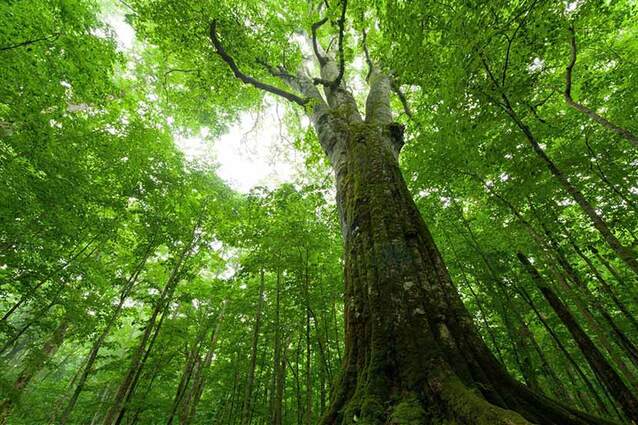 日本の抱える第2の高齢化問題。森林の役割と課題から考える、いま私たちができること