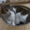 キャットタワーで寛ぐきなこもち特集24