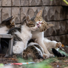 近隣繁華街のねこさん