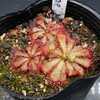 Drosera aliciae (May.2022)