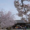 法隆寺に桜を見に行きました　その2