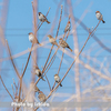 今日の野鳥　スズメ　ニュウナイスズメ