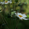 シュウメイキク：秋明菊　　貴船菊