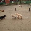 老犬ホームあん｜嘘のような・・・。