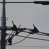 ものまねカラス