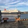 犬と一緒に横浜の花火を観に行く