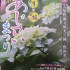 2024年 「稲沢あじさいまつり」行ってきた！混雑状況や開花状況も