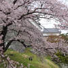 お城山の“桜の林”は感動もの！（二本松市）
