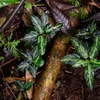 Aglaonema pictum"ちゃんぷーる(仮)"BNN from Sibolga timur【AZ1119-5b】とか