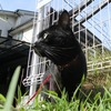 固まる猫砂が固まらない理由