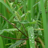 水月公園