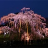 桜の季節 (福島・宮城)