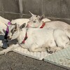 ヤギと引き取り先探しと…