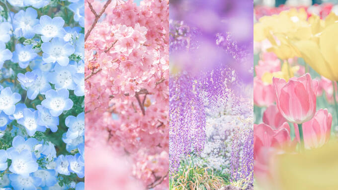 春に撮りたい花４選 – 桜・チューリップ・ネモフィラ・藤の花ごとの魅力的な撮り方を紹介