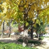 Trees in the park - 公園の樹木