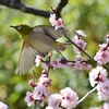 🐣小石川植物園でメジロ撮影📷