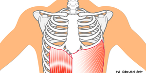 ４０・５０代で腹筋を割る方法