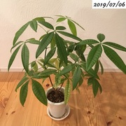 小さなパキラがどこまで大きくなるか育ててみる カテゴリーの記事一覧 植物の生長記録 By Yasai18