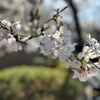 今年も会えました