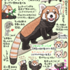 赤きモコモコ！レッサーパンダ図解