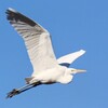 チュウダイサギ飛翔
