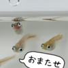 今シーズン初出品🐟🎉【ヤフオク出品】  ポニョ 2ペア＋1 販売中！