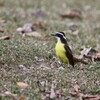 コクロムクドリモドキ(Carib Grackle)