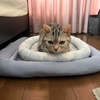猫を洗った後、水漏れが発生して水浸しになる