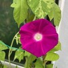 朝顔を植えてみた