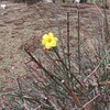 東京薬用植物園(東京都小平市)