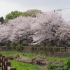 今年も何とか桜はとったけど・・・