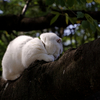 代々木公園の樹上猫