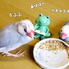 文鳥、激しい換羽期でボサボサ、頭ツクツクに・・。