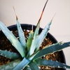 Agave utahensis var. eborispina (2018.8.21)