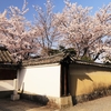 妙心寺に静かに咲く桜