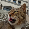 4月後半の #ねこ #cat #猫 その2