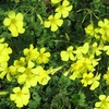 春の花