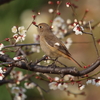 ハチジョウツグミ・トラツグミ・アカハラ・イカル・アトリ(大阪城野鳥探鳥20220227 6:20-12:10)