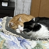 仲良くお留守番😽我が家の猫ちゃん達。