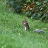 ロングアイランドのトウブハイイロリス(Eastern Gray Squirrel)