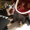 柴犬のしつけ　基本編　やってて良かった！と思う事。