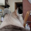 とーさんの膝の上にて